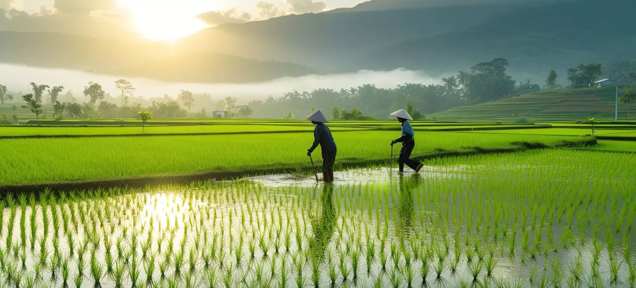 Malaysia Raises Paddy Floor Price to RM1,500 Per Tonne