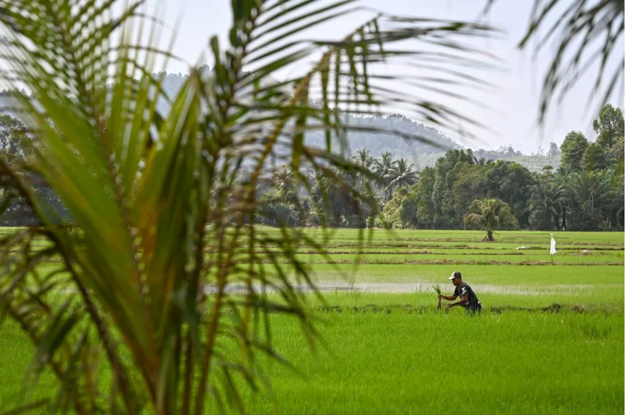 Malaysian Padi Farmers Protest Insufficient Price Increase