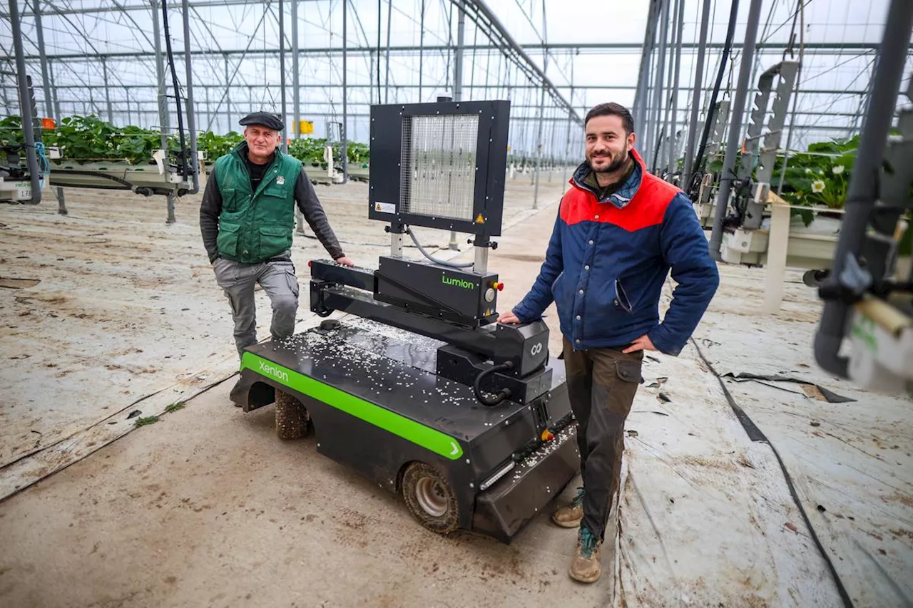 Des Robots Combattent l'Oïdium en Serres de Fraises