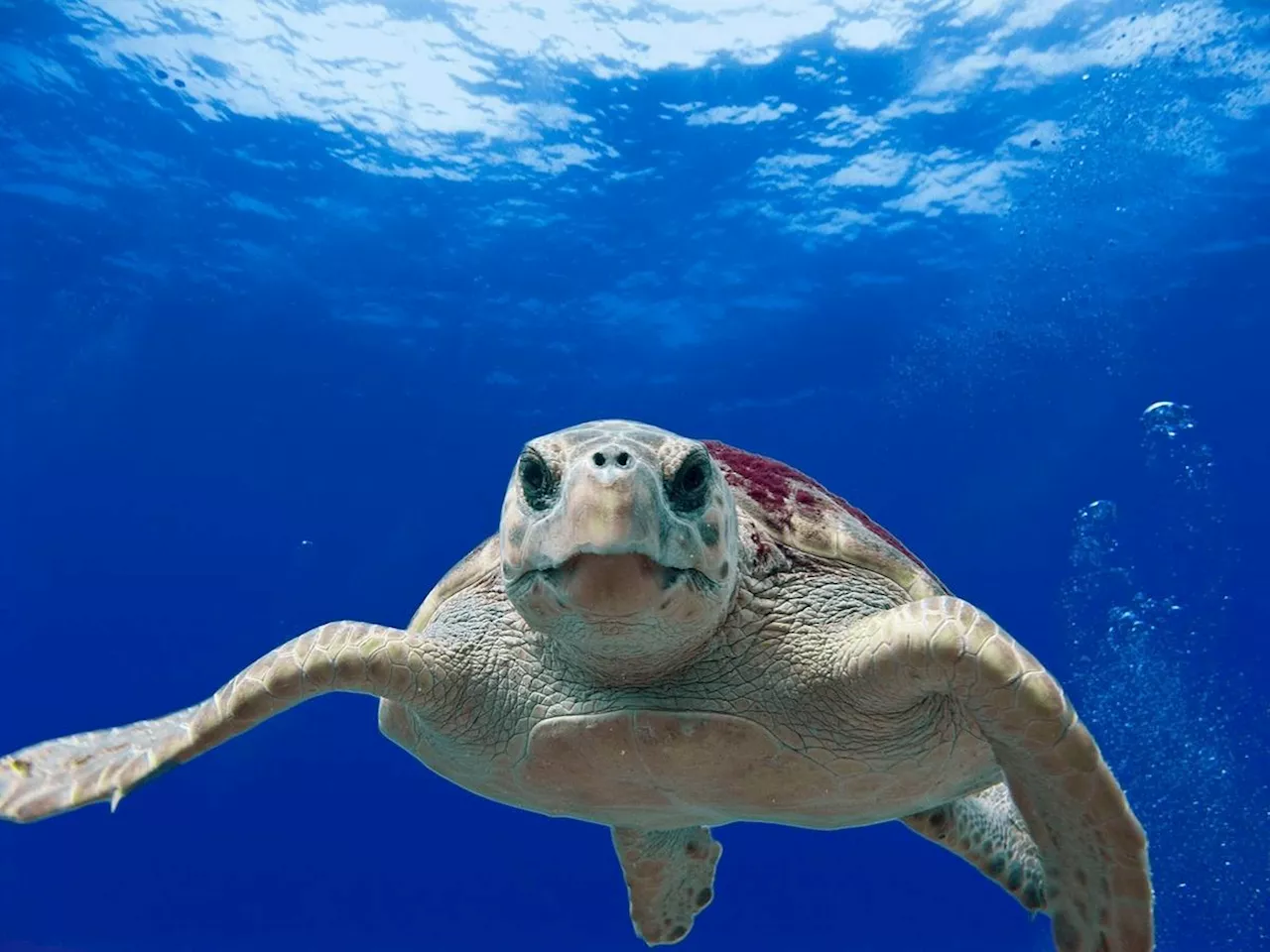 Les tortues caouannes, des navigateurs exceptionnels grâce à leur sens magnétique