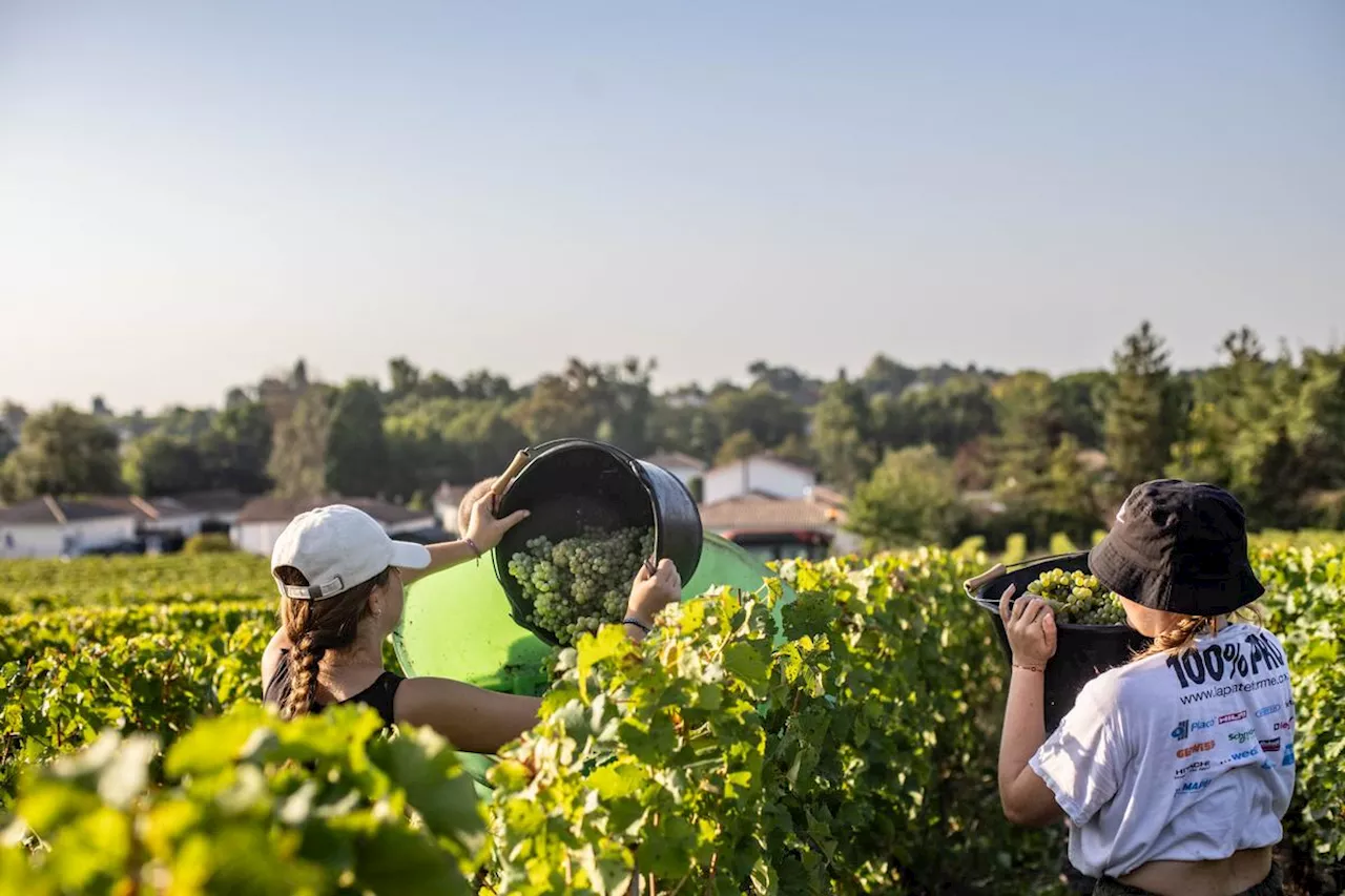 Vins de Bordeaux : la récolte 2024 est la plus faible depuis un quart de siècle, les surfaces de production en chute