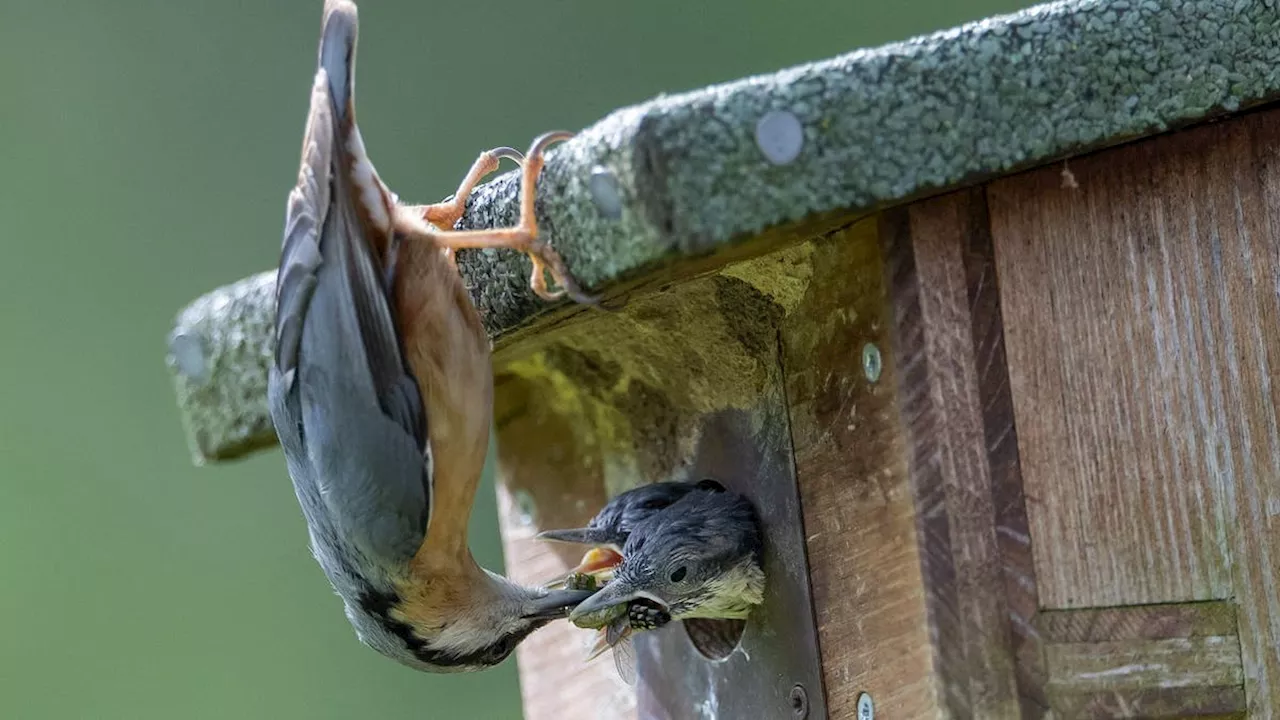 St. Gallen: Vogelschutz, Staus und Google Maps Vernachlässigung