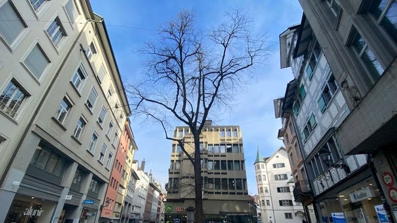 St.Galler Baumfällungen und Filmpremiere im Kinok