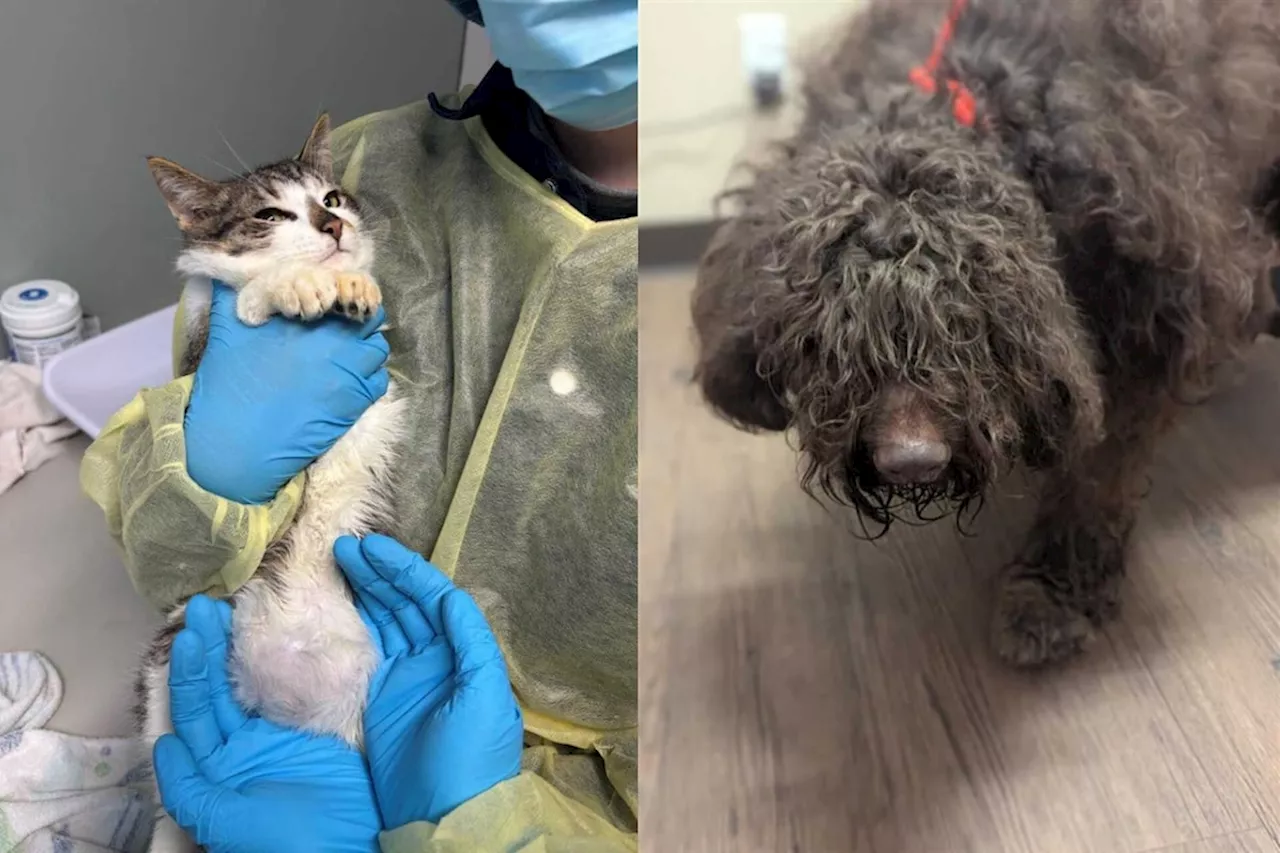 Severely Matted Dog and 25 Cats Rescued From Freezing Home