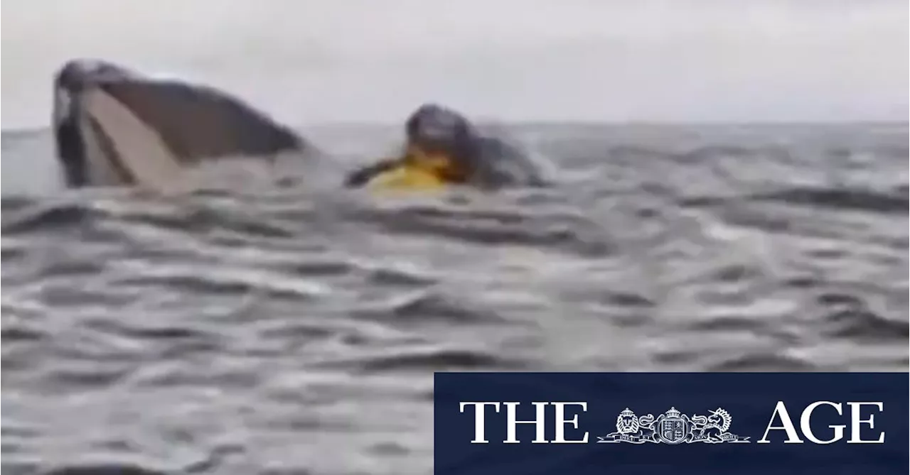 Humpback Whale Briefly Engulfs Kayaker in Chilean Patagonia