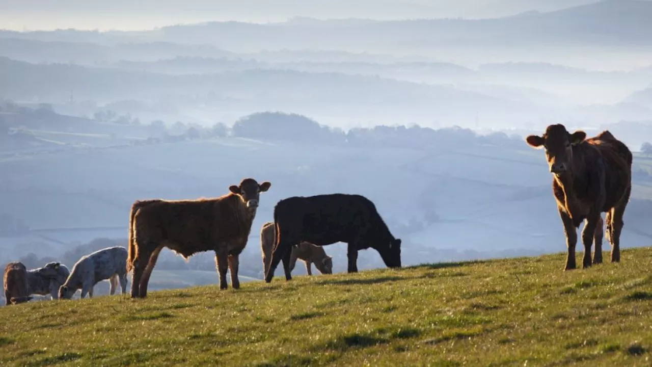 Can Regenerative Farming Offer a Greener Beef Option?