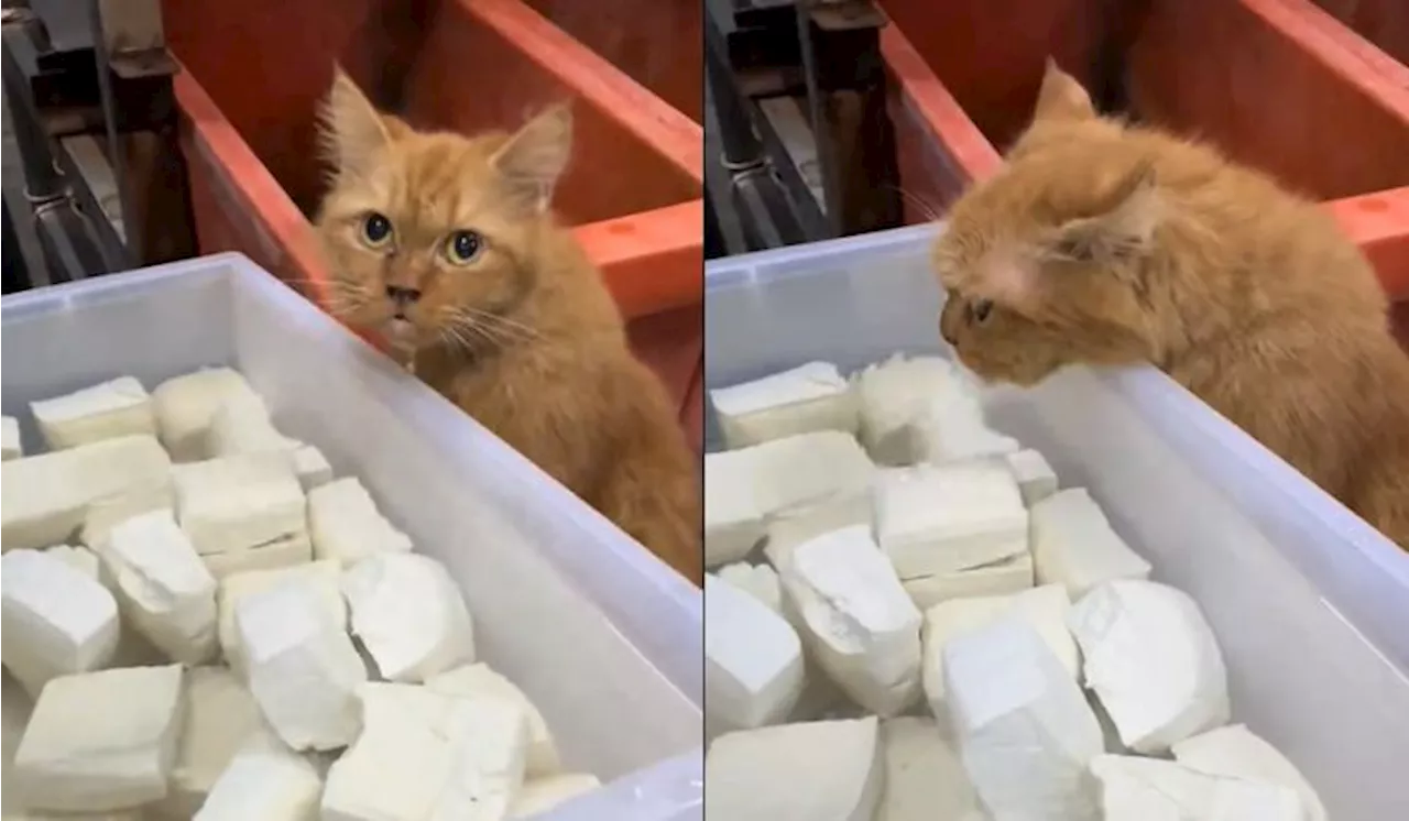 Cat Drinks Tofu Brine, Netizens React