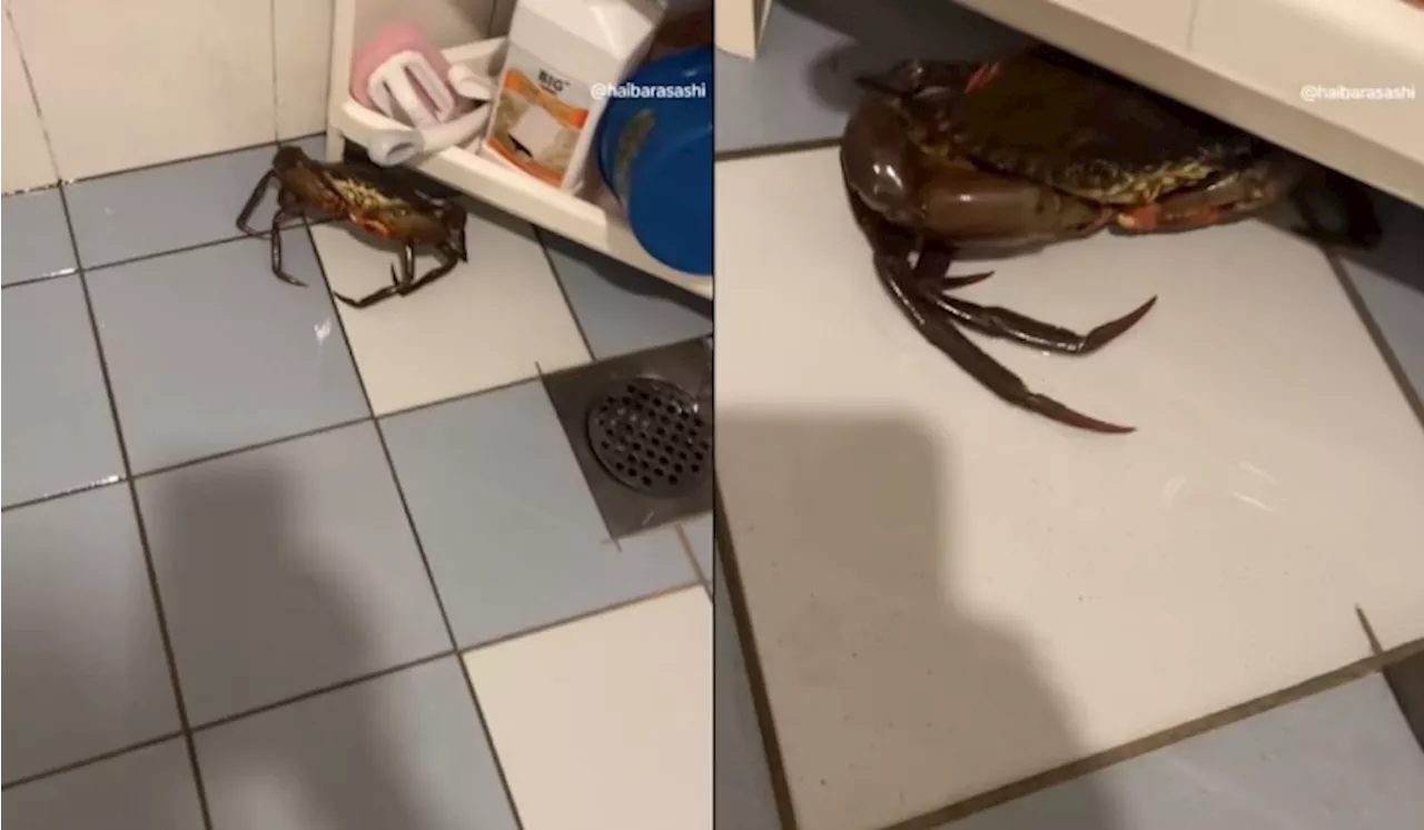 Crab Found Hiding in 10th Floor Bathroom Leaves Netizens Scratching Their Heads