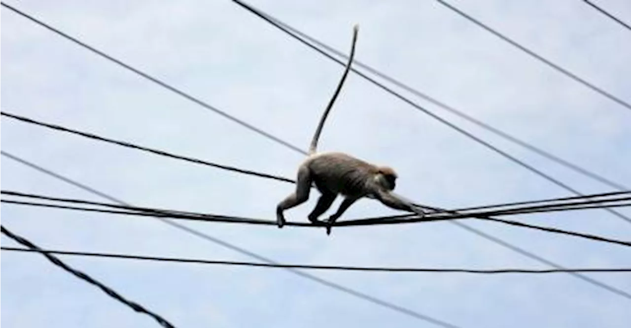 Monkey-Triggered Blackout Extends Power Cuts in Sri Lanka