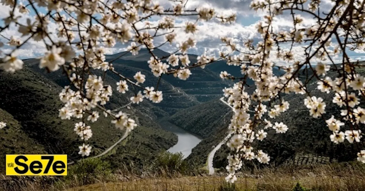 Comboios de Portugal Leva Viagens aos Amendoais em Flor