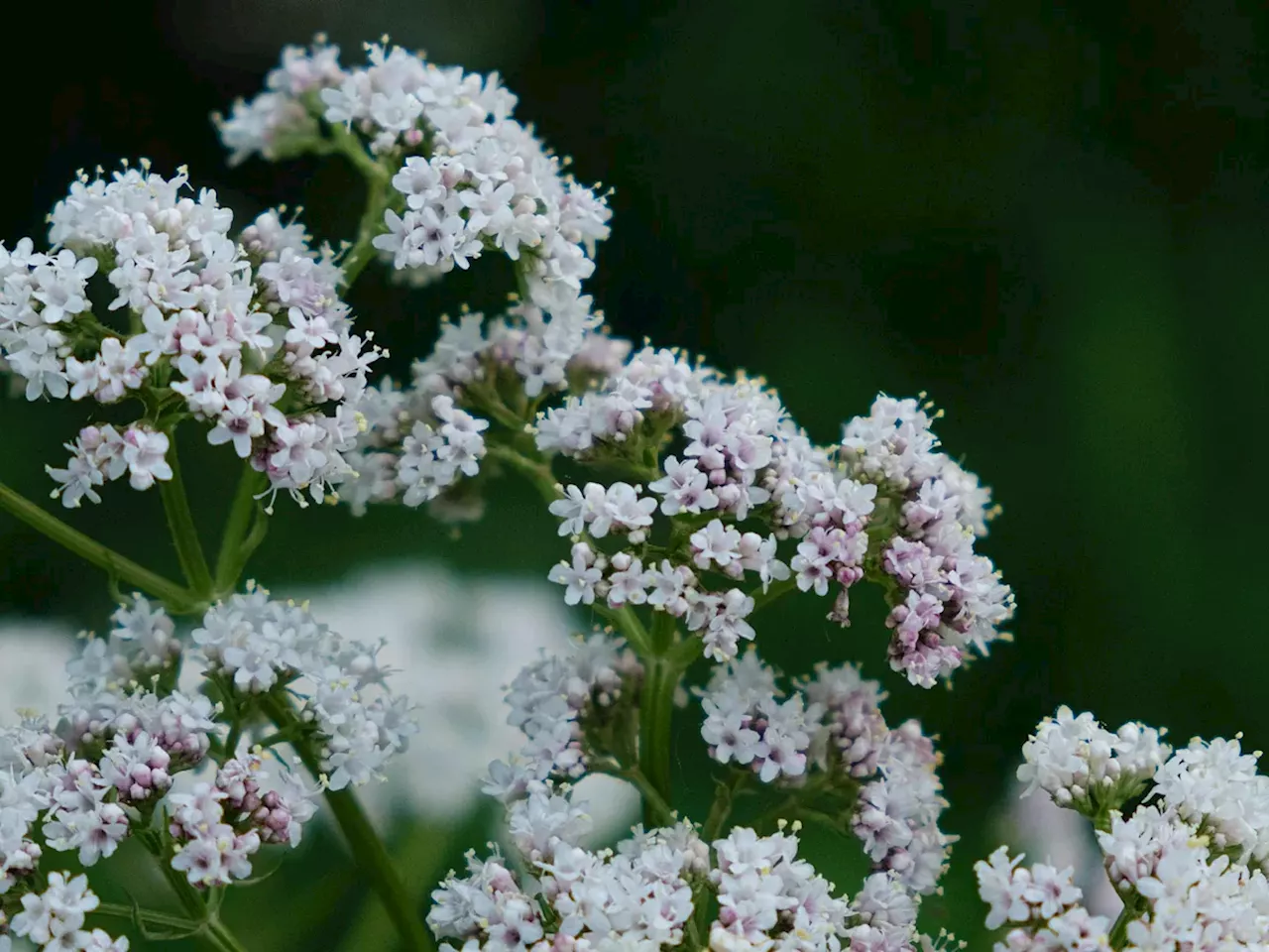 Valeriana: beneficios, propiedades, contraindicaciones y cómo prepararla en infusión