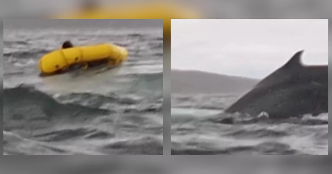 Humpback Whale Briefly Swallows Kayaker Off Chilean Patagonia