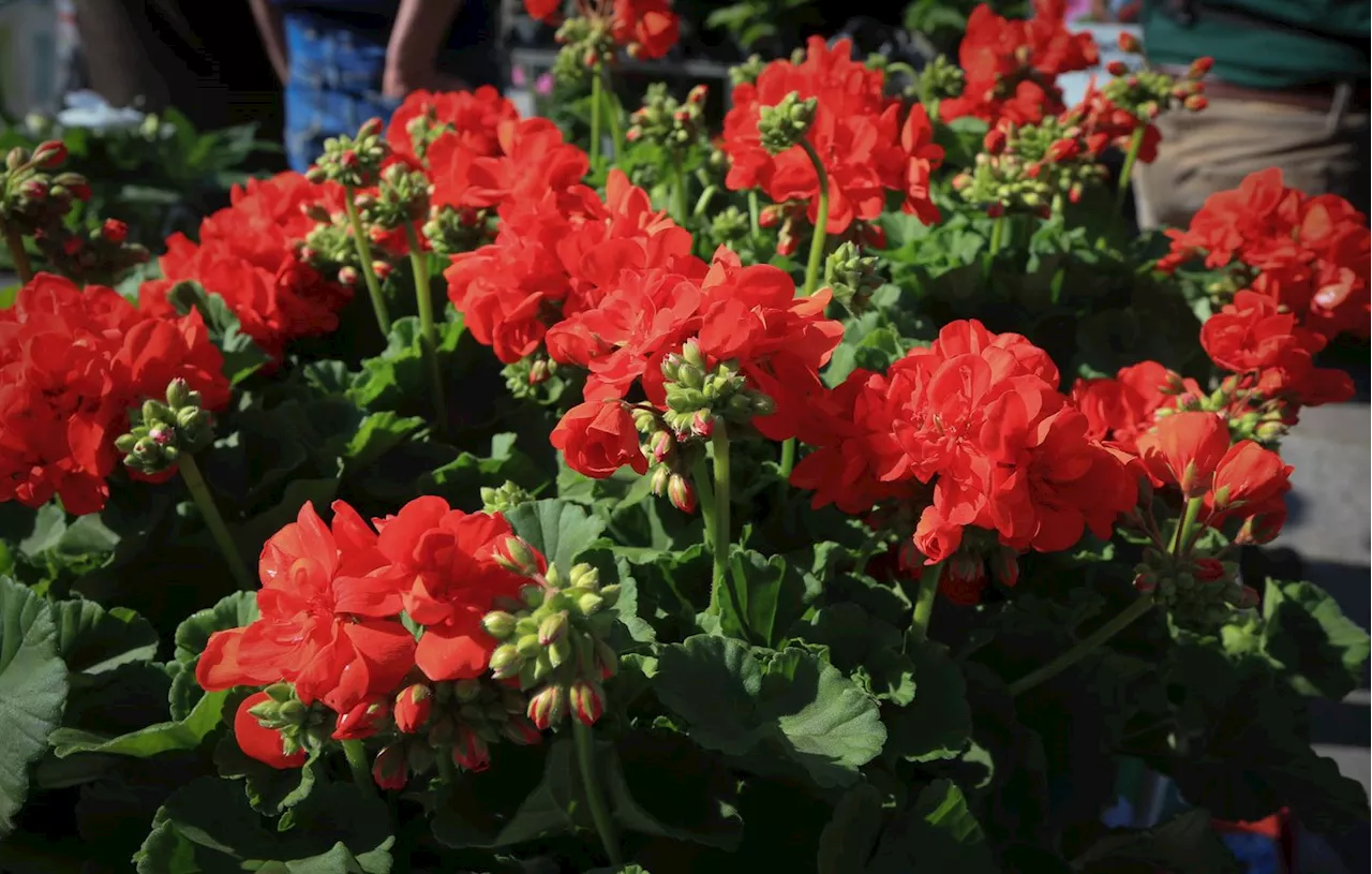 Contamination massive des fleurs coupées par des pesticides