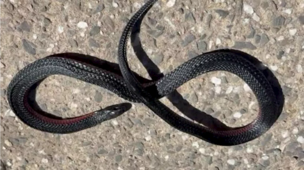 Snake Baked to Death in Adelaide Heatwave