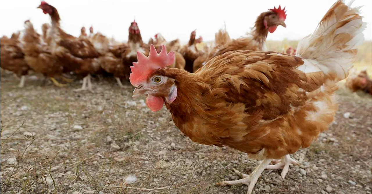 Highly Pathogenic Avian Influenza Detected in Victoria