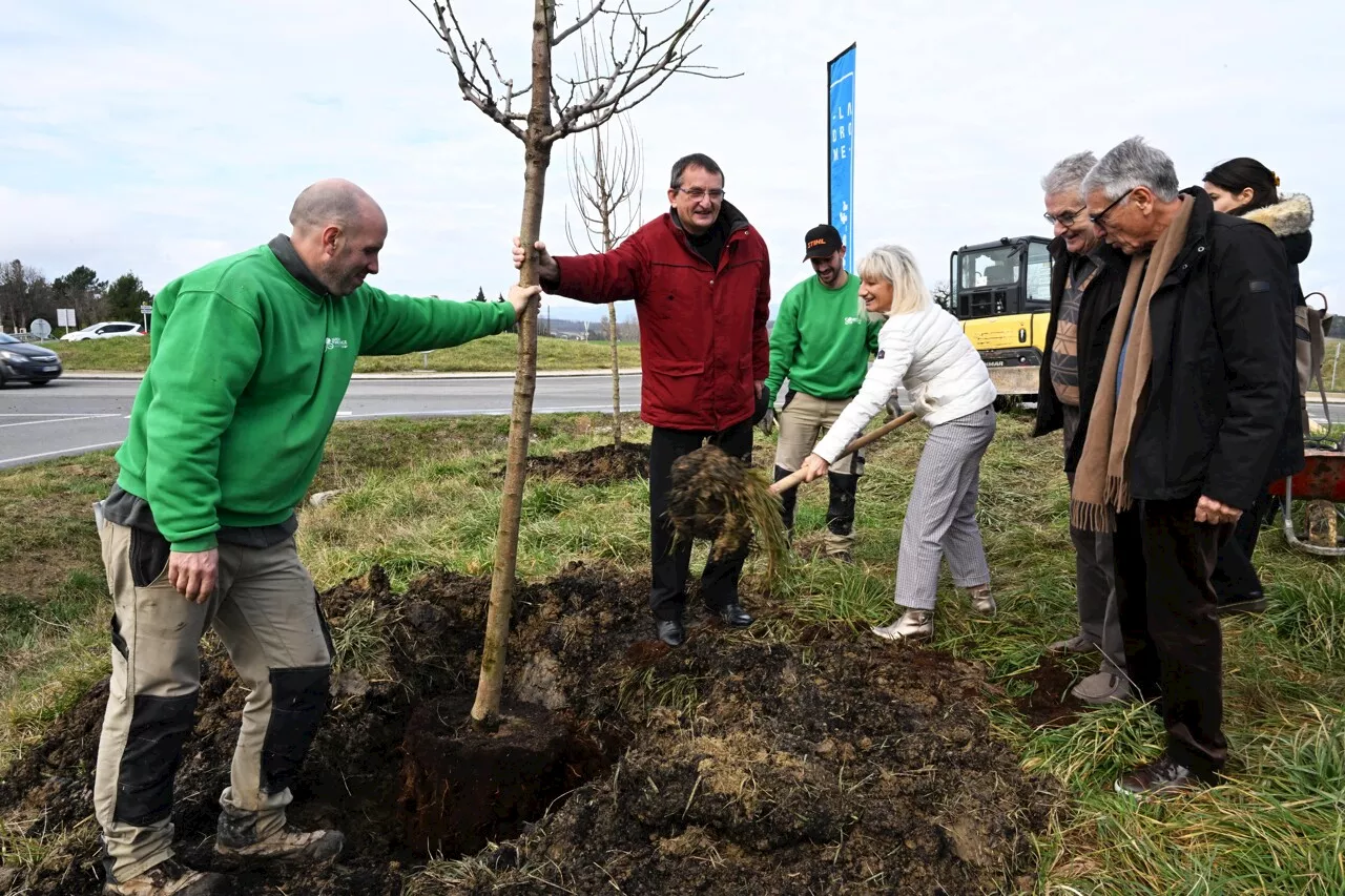 Le Département de la Drôme Met en Place un Plan de Gestion pour ses Arbres d'Alignement