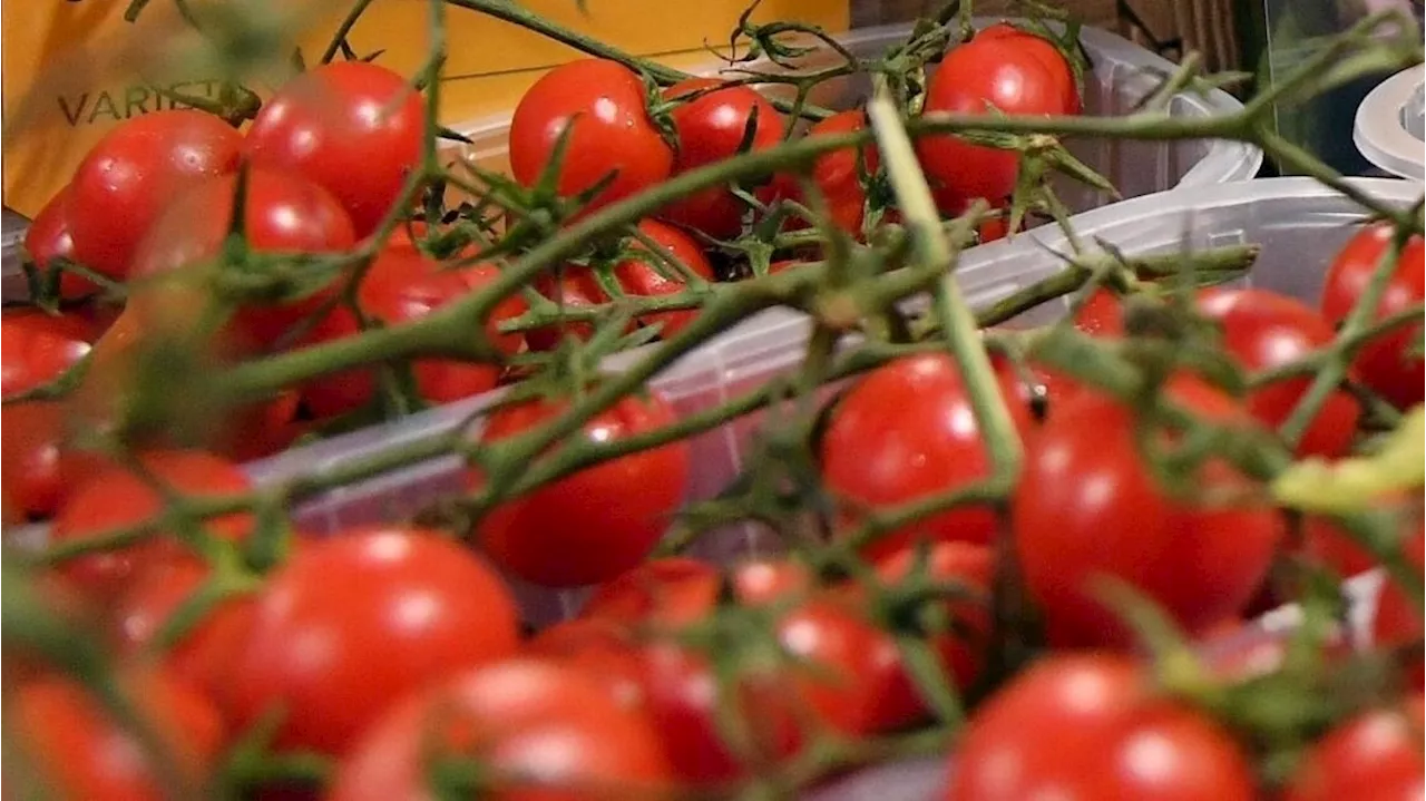 Indagini sulla salmonellosi scolastica: perquisizioni a Prato