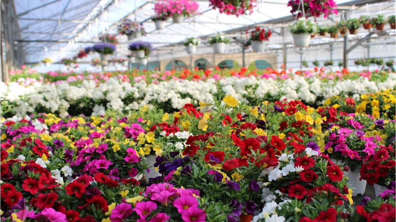 San Valentino: i fiori sono il regalo più amato in Toscana