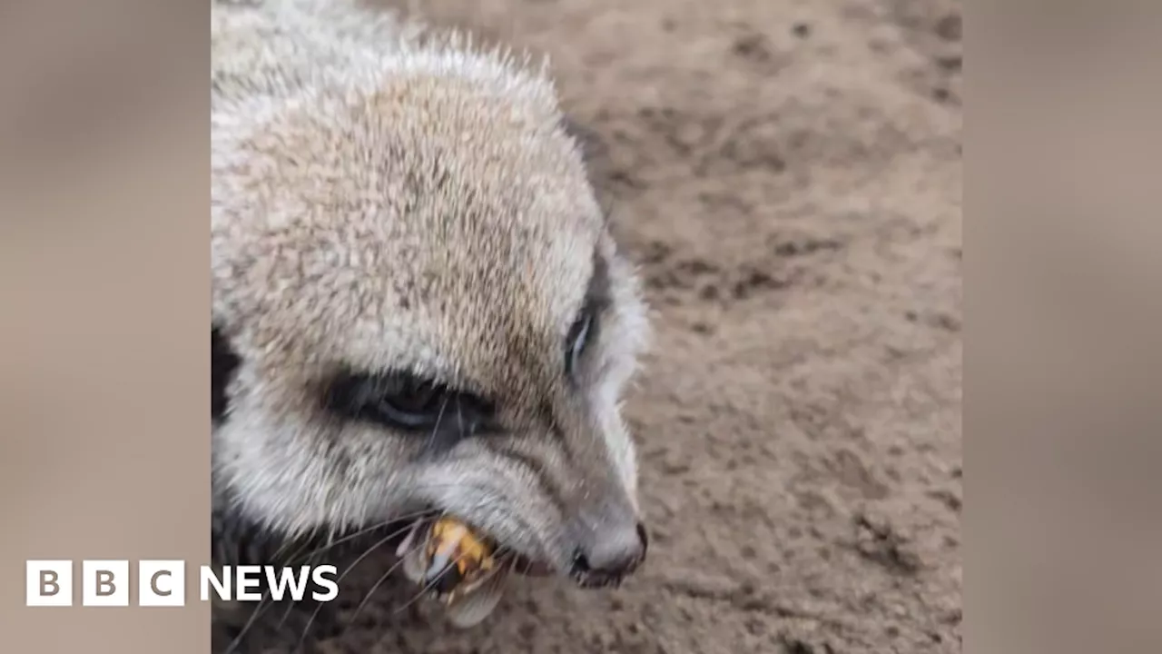 Ex-Factor Revenge: Zoo Lets Customers Name Cockroaches After Exes, Feed Them to Meerkats