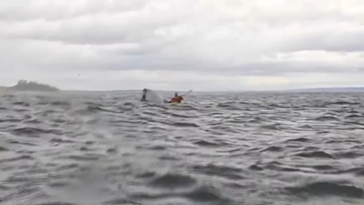 'Je pensais que j’étais mort': une baleine à bosse avale un kayakiste puis le recrache