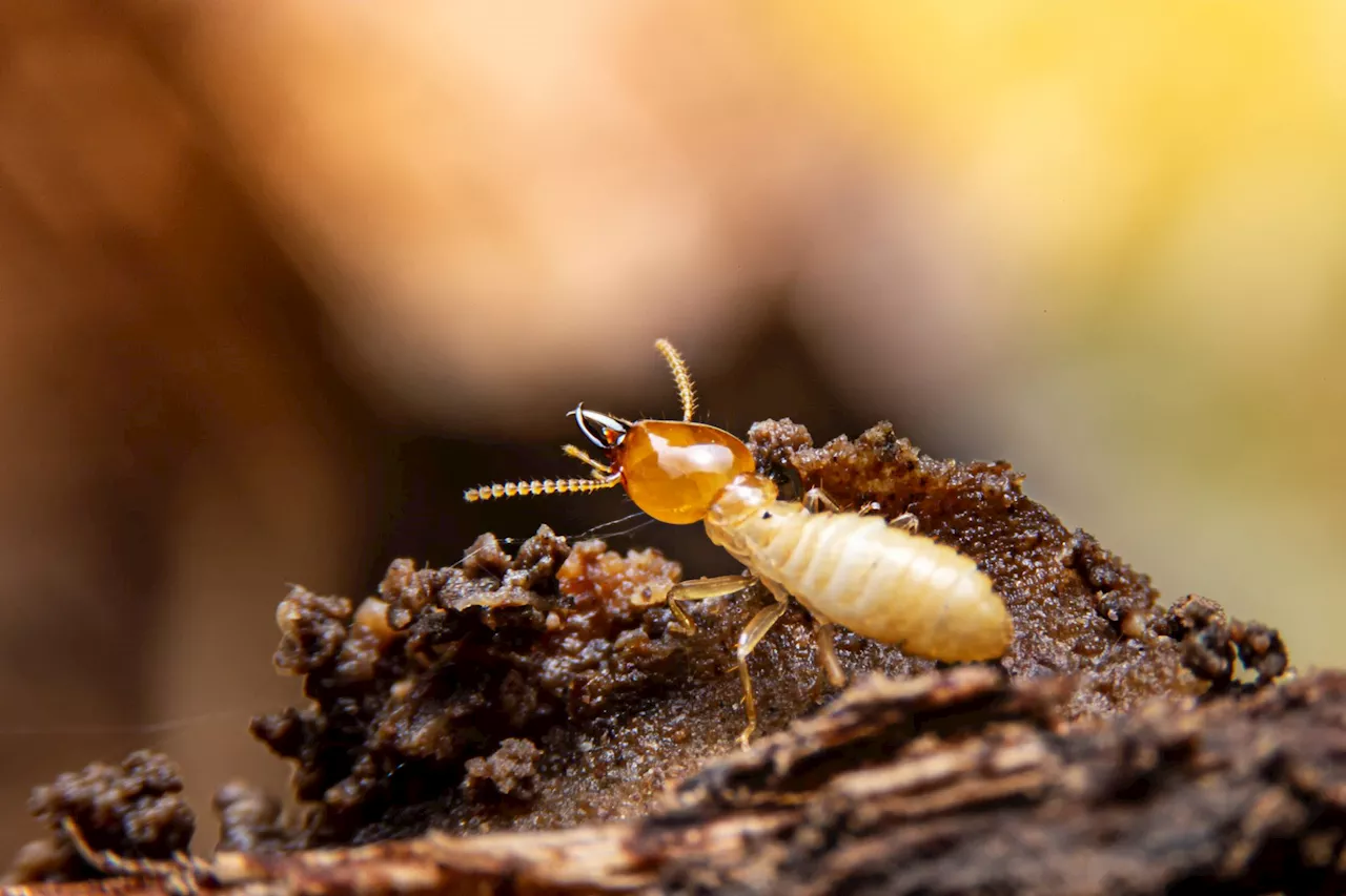 Nature's Best Spy: A Blow Fly Larva's Incredible Disguise