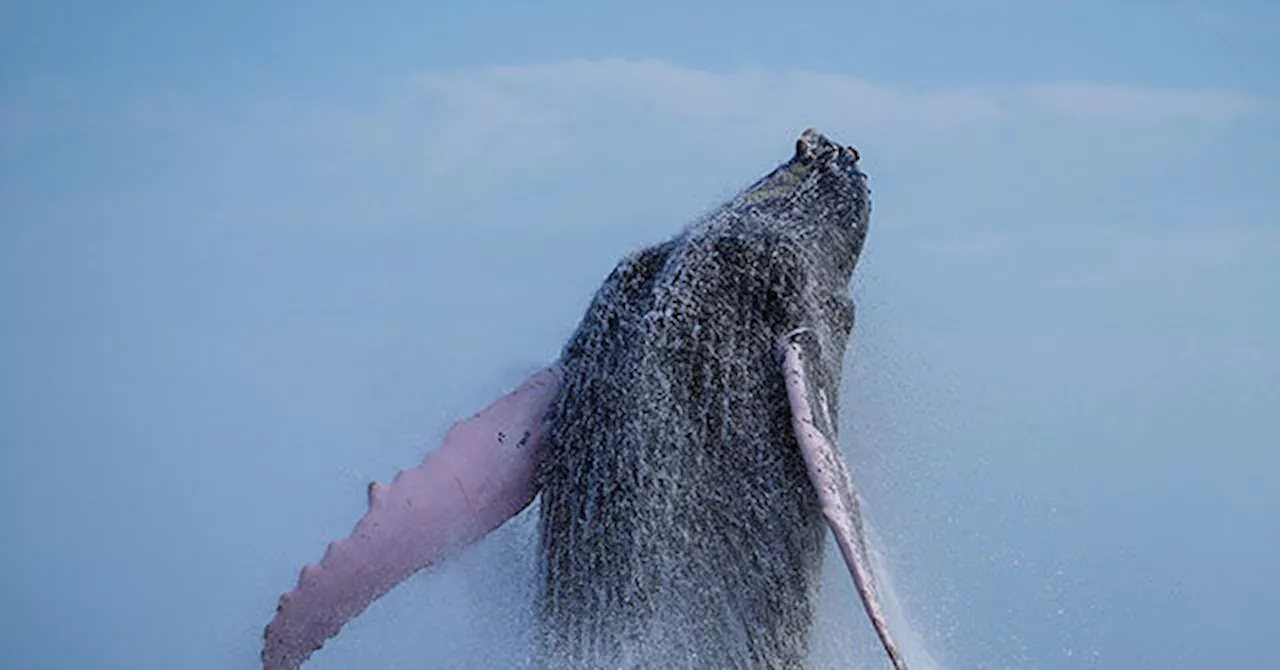 Kayaker Survives Terrifying Encounter With Humpback Whale