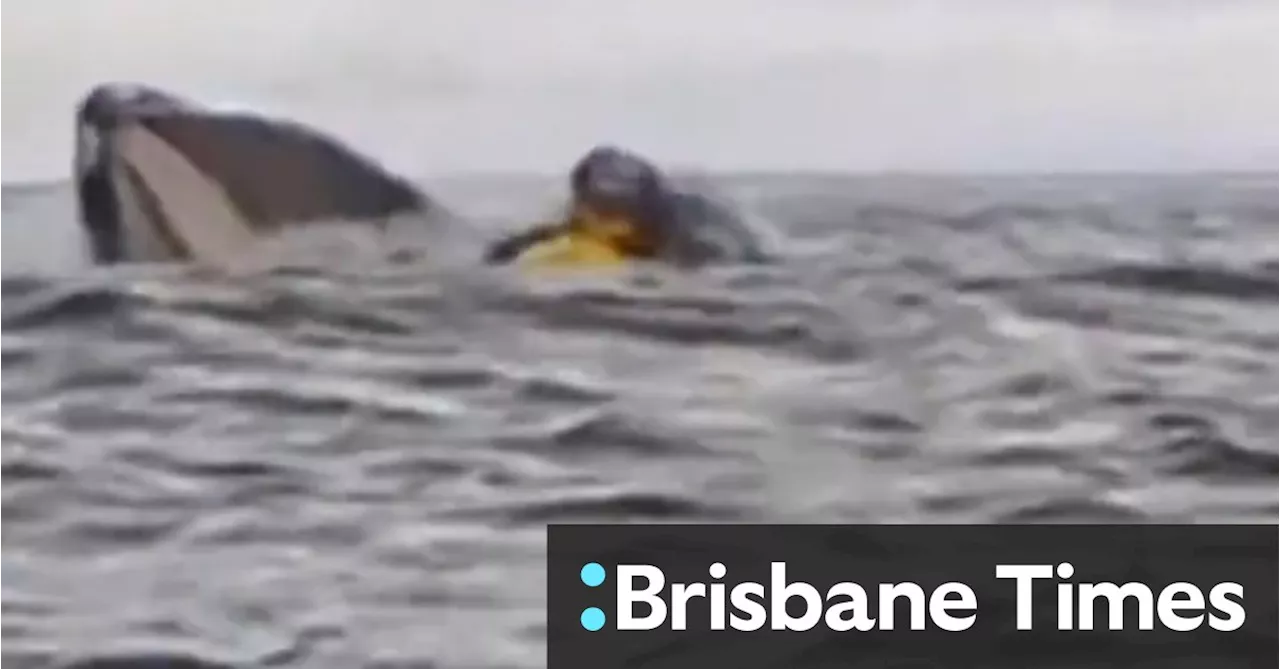 Humpback Whale Briefly Swallows Kayaker in Chile