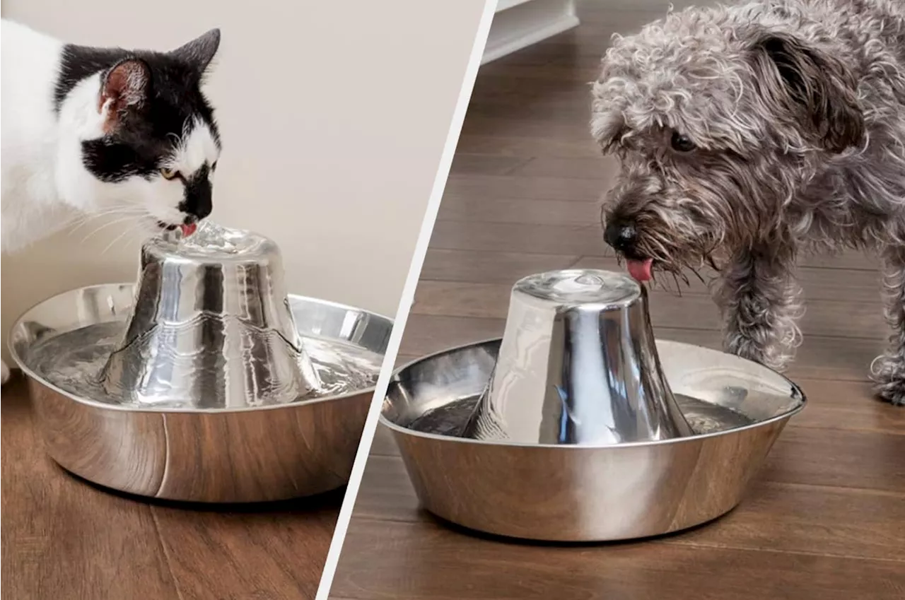 Why Your Pet Needs a Water Fountain