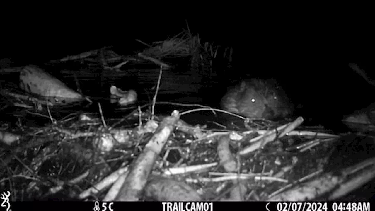 Beaver Family Helps Control Flooding in West London