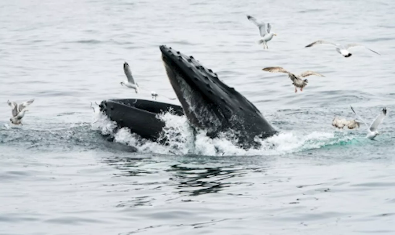 Baleine à bosse avale puis recrache un kayakiste au Chili