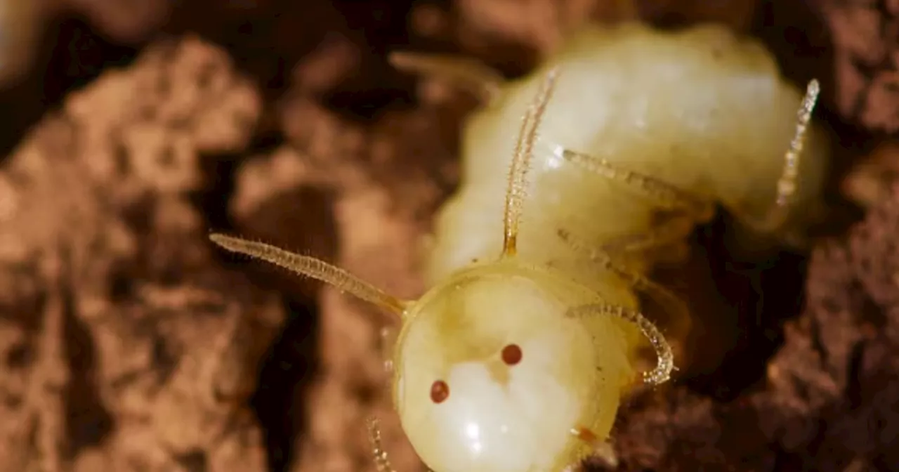 Larve de Mouche Mimique : Une Stratégie Efficace pour Infiltrer les Termitières