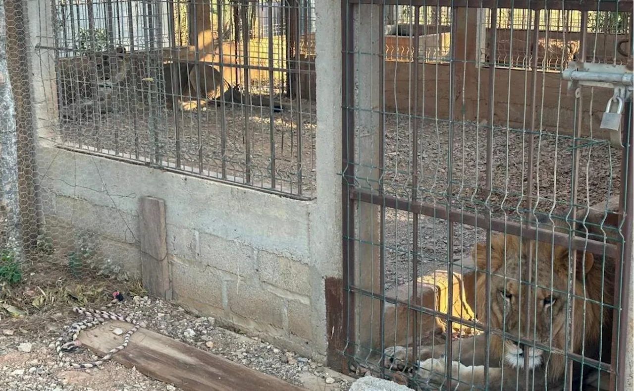 Aseguran León y Leona en Cateo en Oaxaca