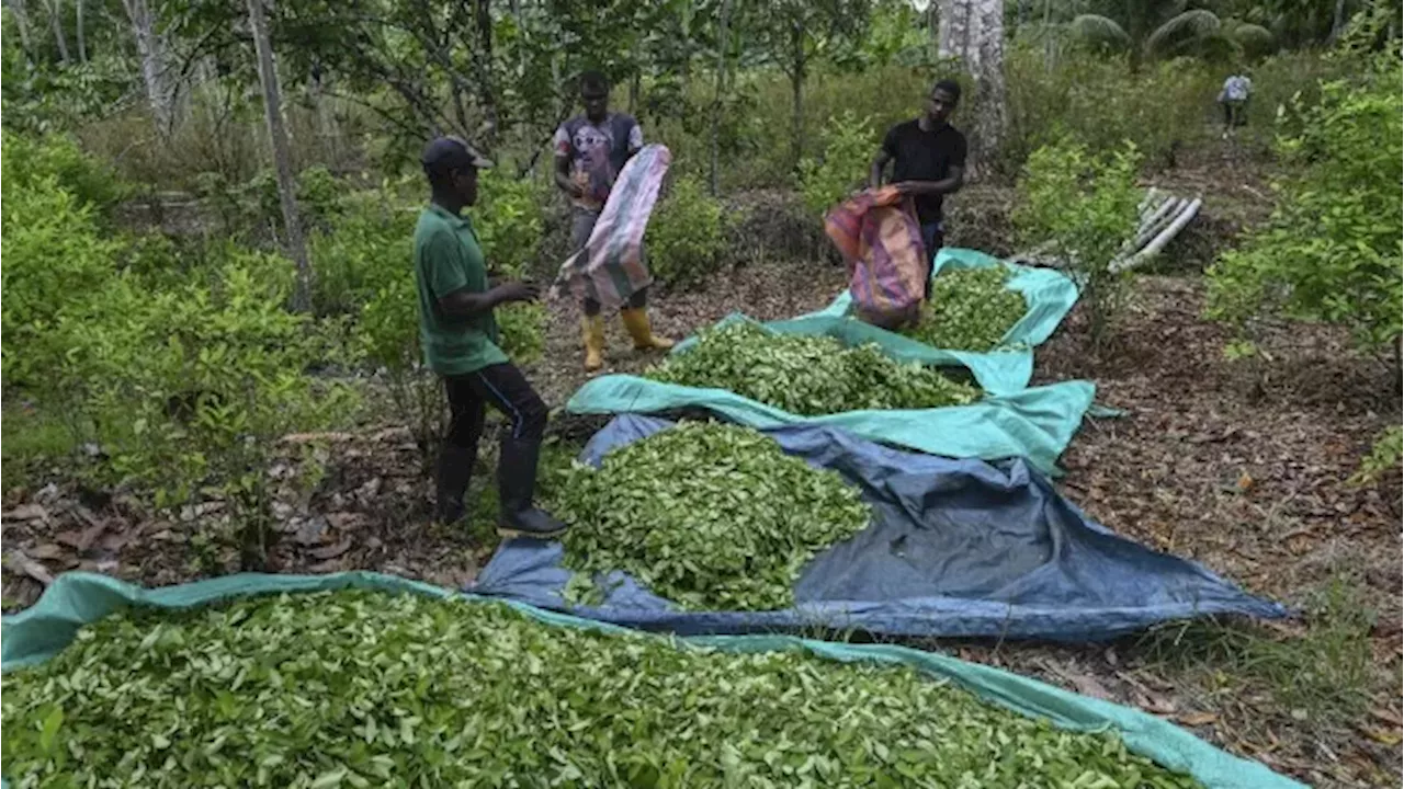 Lanzan programa para sustitución de cultivos de uso ilícito en Catatumbo