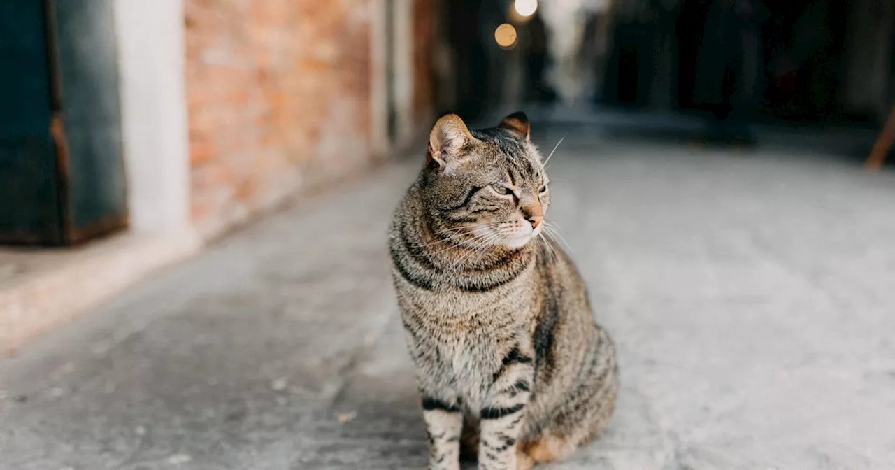 Kater Poezzie kehrt nach zwei Jahren Verschwinden nach Hause zurück