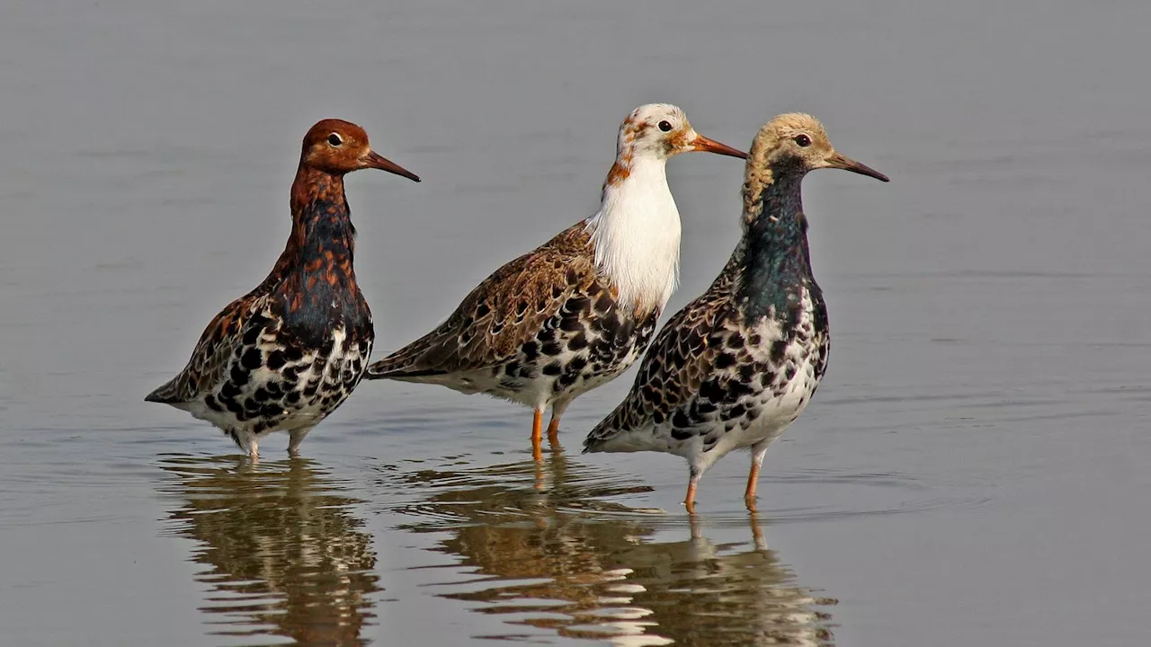 A Single Gene Controls Testosterone Levels in Ruff Shorebirds, Influencing Appearance and Behavior