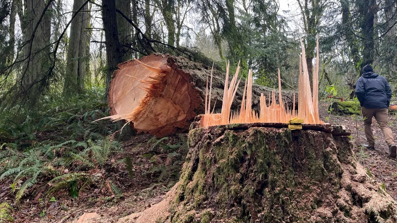 Vandal destroys centuries-old trees along trail at WA fish hatchery