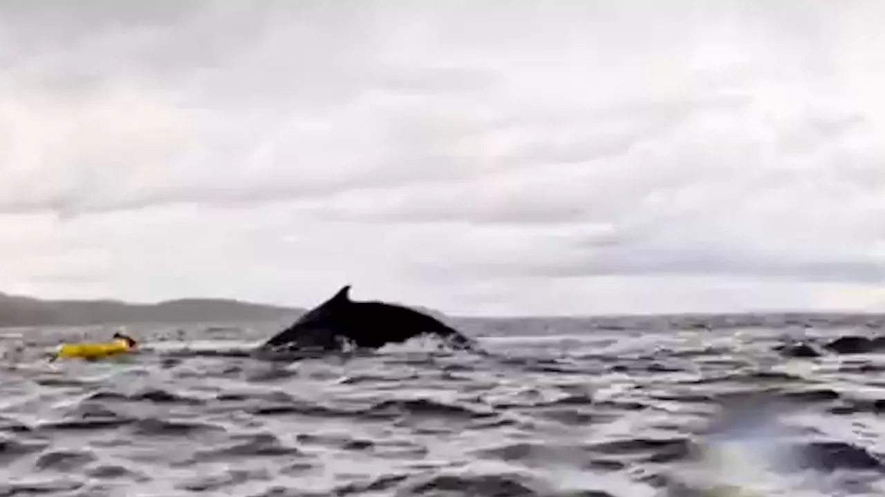 Humpback Whale Briefly Swallows Kayaker in Strait of Magellan