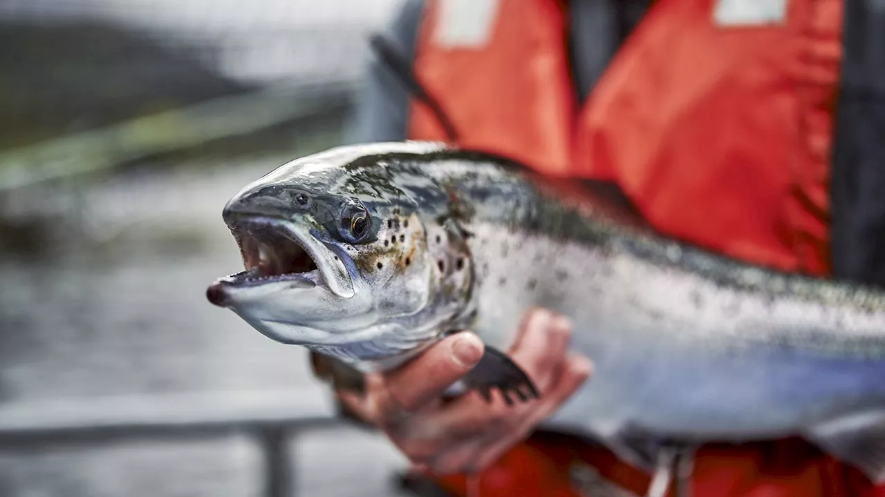 Norway Salmon Escape: Company Offers Bounty for Recaptured Fish