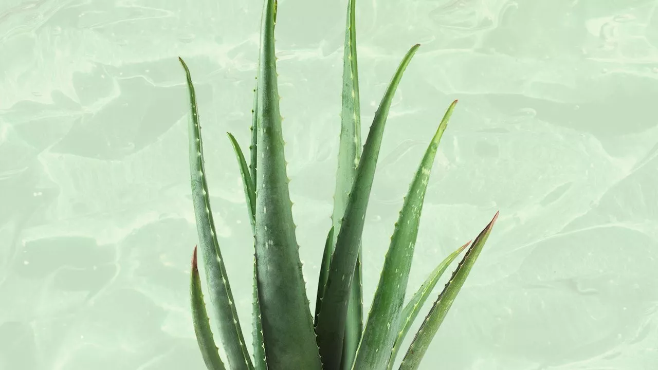 Unlock the Power of Aloe Vera and Collagen for Radiant Skin