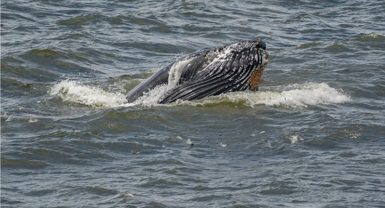 Extra Extra: A kayaker briefly got swallowed by a humpback whale