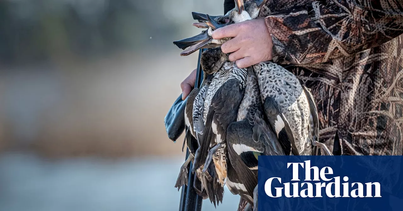 Victorian Government Expands Duck Hunting Season Despite Calls for Total Ban