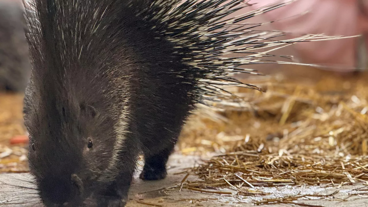 Stachelschweine im Tierschutz: Boom im illegalen Handel