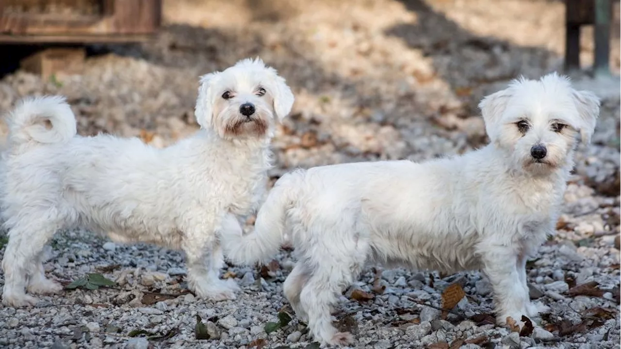 Tierliebe sucht Zuhause: Vermittlung von Hundepärchen im Tierschutz