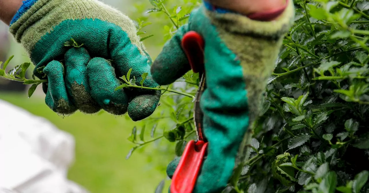 Landowners Urged to Trim Hedges to Prevent Road Safety Risks