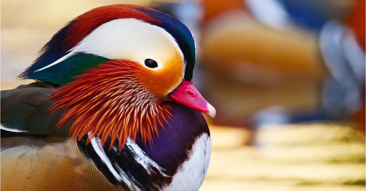 Mandarijneend: De vogels die hun kleur veranderen