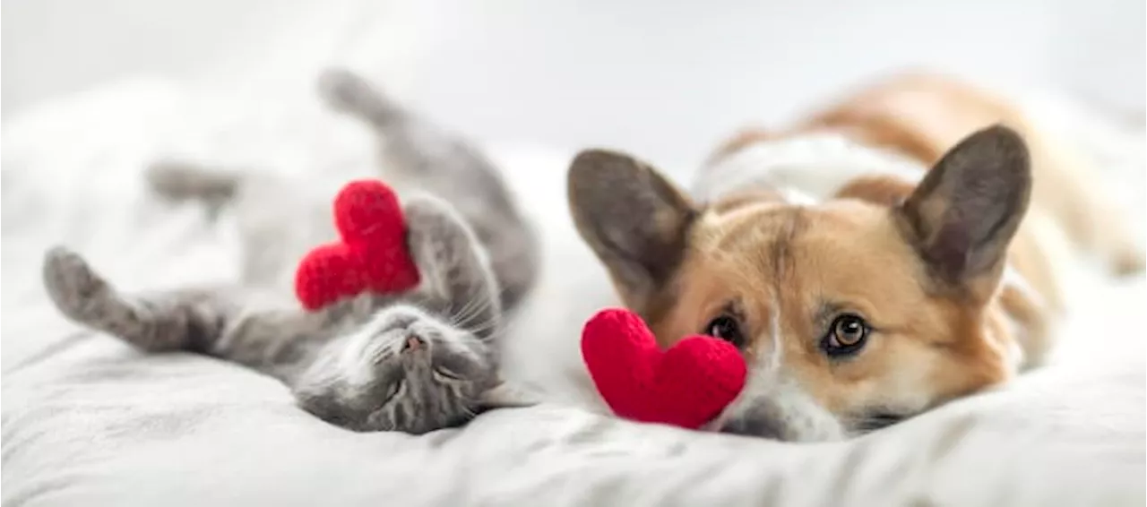 Love at first bark with $14 adoptions at the Houston SPCA 🐾💕