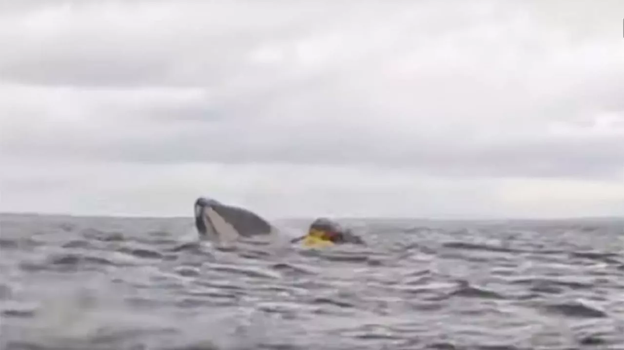 Humpback Whale Briefly Swallows Kayaker