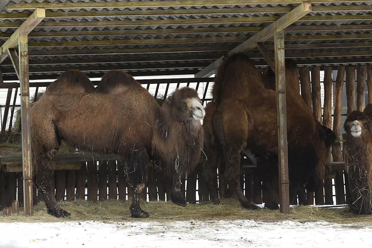 Des chameaux utilisés en Ukraine : un animal habitué des lignes de front