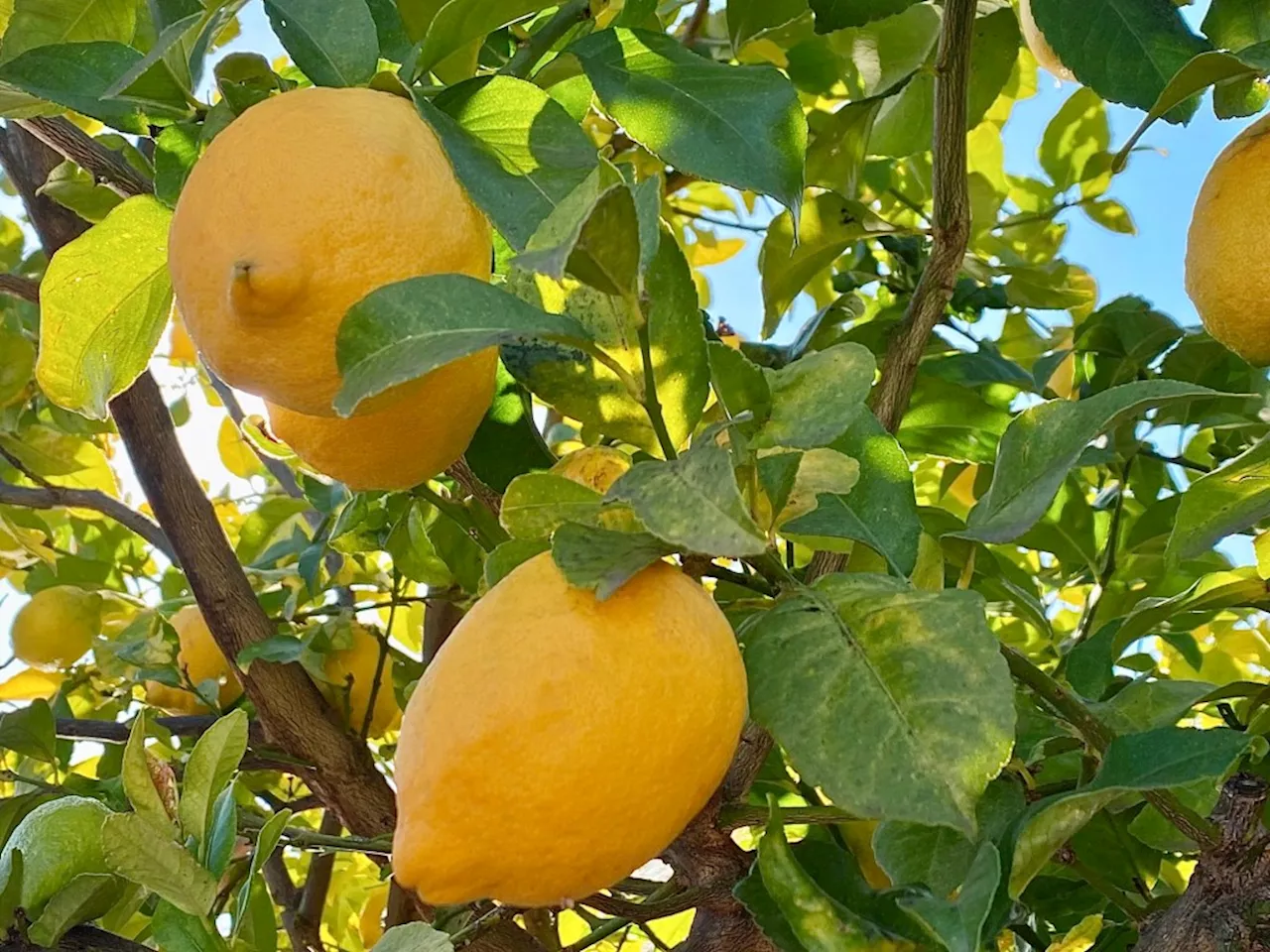 How to keep your citrus trees healthy and well-fertilized