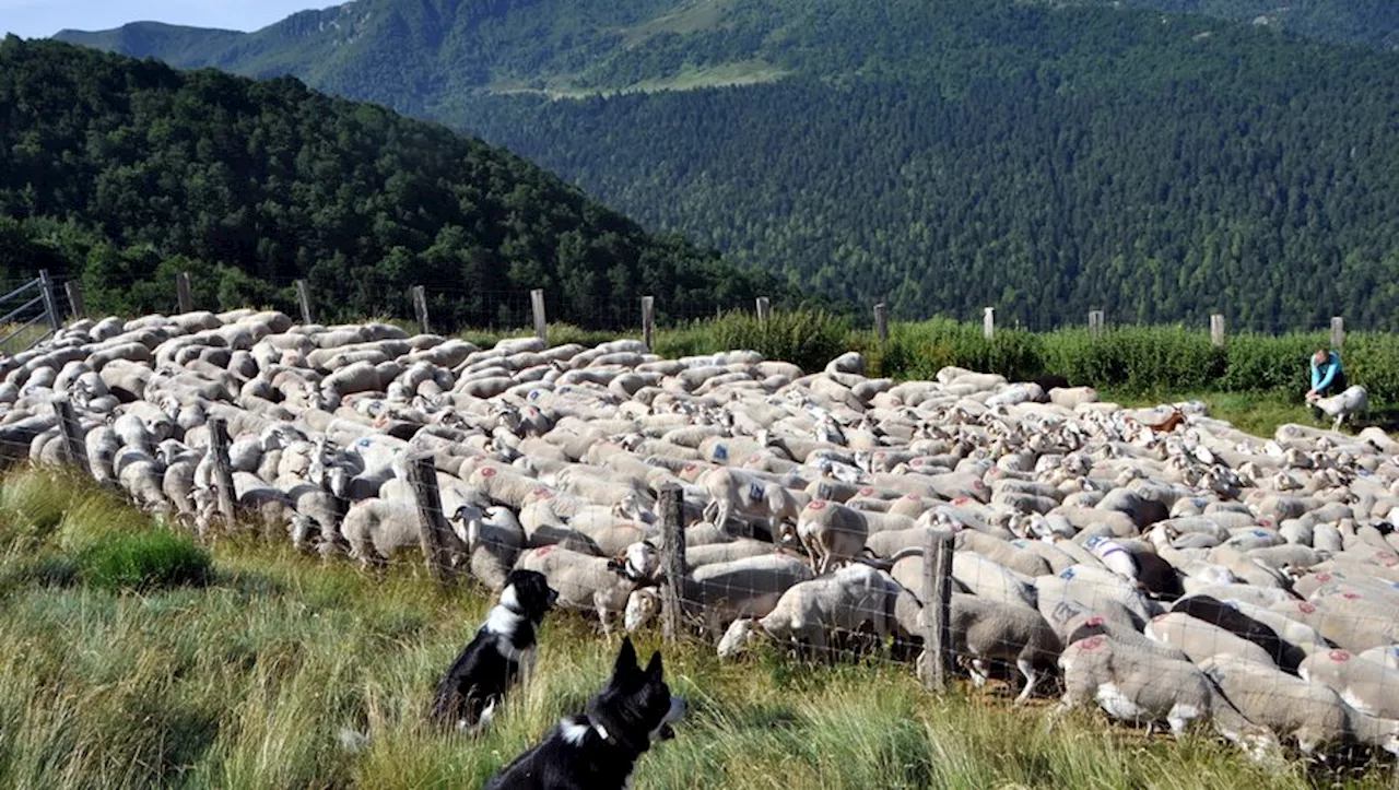 Initiation à la langue sifflée : un voyage fascinant dans le patrimoine occitan